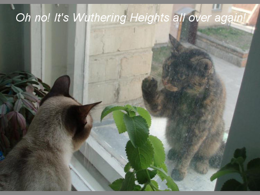 Funny-Animals-Oh-no-It-s-Wuthering-Heights-all-over-again